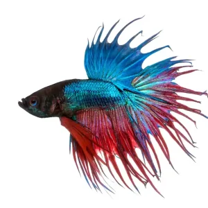 Betta splendens Crowntail Kampffisch: Männchen mehrfarbig Neuheit